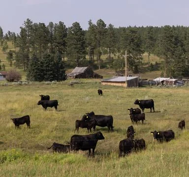 Black Cows In Field 写真素材