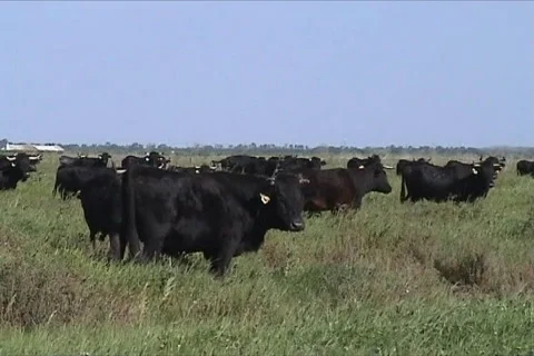 Black cows Видео 116892