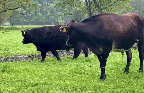 Black cows Stock Footage 241255655