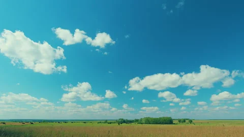 Black Cows In A Grassy Field On A Bright And Sunny Day. Cows On Green Meadow And Stock Footage 263038374