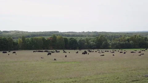 Black cows graze in a meadow Stock Footage 163023827