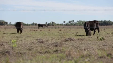 Black Cows Grazing in Field (Sequence) Stock Footage 74597514
