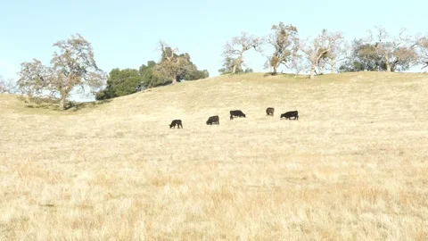 Black Cows Grazing on Grass on a Beautiful Hill Stock Footage 146154474