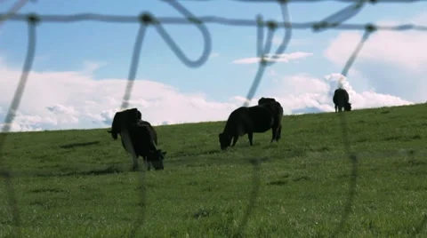 Black cows grazing on a hill behind a fence. Stock Footage 3667643