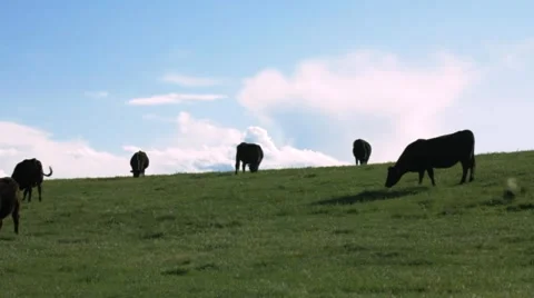 Black cows on grazing on hill. Stock Footage 3677689