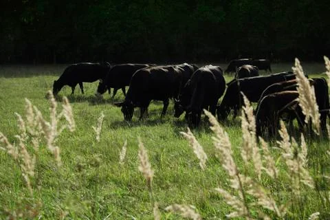 Black cows grazing Stock Photos