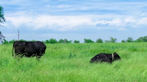 Black cows on green meadow Stock Footage 76467198