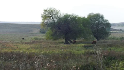 Black cows on green meadow Stock Footage 82581214