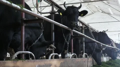 Black cows looking around and grazing fresh straw inside of a large cowshed Stock-Footage 146265904