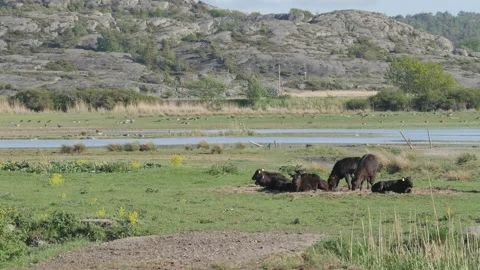 Black Cows Lying Down Resting at West Coast, Bohuslan, Sweden Vídeos de archivo 237012698