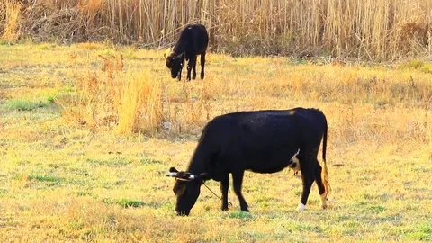 Black cows on a meadow eats a grass Stock Footage 74958632