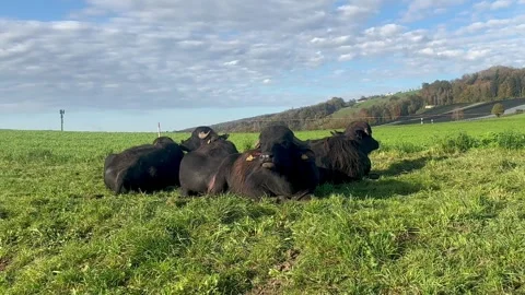 Black cows resting and chewing cud on a lush green meadow. Peaceful rural scene. Stock Footage 305801065