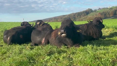 Black cows resting and chewing cud on a lush green meadow. Stock Footage 305801186