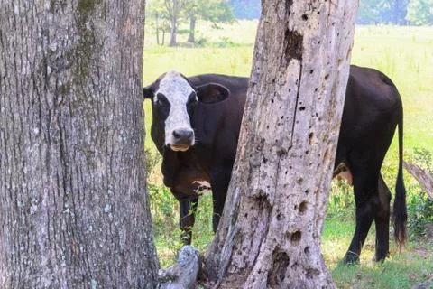 Black cows roaming on a ranch with grass and trees Stock Photos