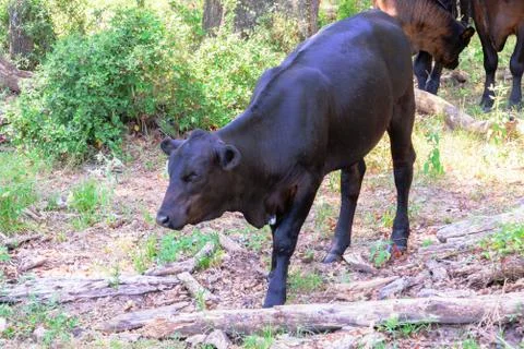 Black cows roaming on a ranch with grass and trees Stock Photos