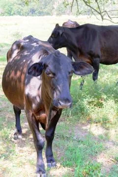 Black cows roaming on a ranch with grass and trees Stock Photos