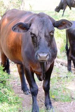 Black cows roaming on a ranch with grass and trees Stock Photos