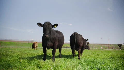 Black cows standing in a lush green pasture on a sunny rural farm Stock Footage 341181395