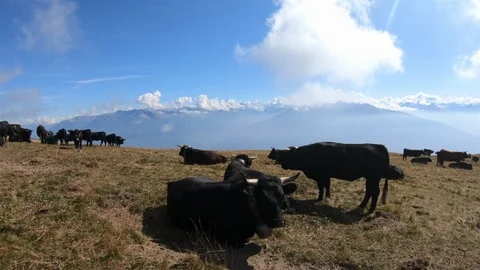 Black cows in Valais, camera movement 4K Stock Footage 116443734