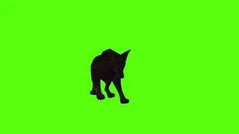 Black Coyote Attack Green Screen Animation 4K Rendering Stock Footage 295213998