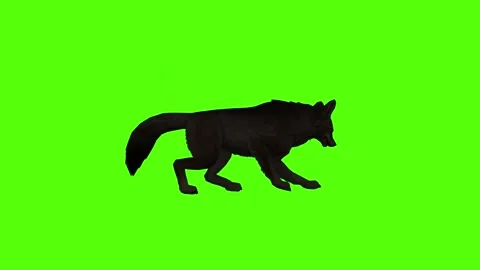 Black Coyote Attack Green Screen Animation 4K Rendering Stock Footage 295214021