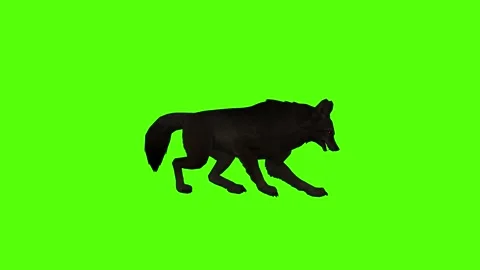 Black Coyote Attack Green Screen Animation 4K Rendering 動画素材 295214023
