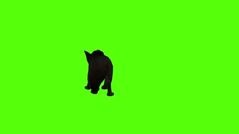 Black Coyote Attack Green Screen Animation 4K Rendering Vidéo 295214026