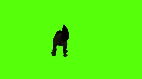 Black Coyote Bite Green Screen Animation 4K Rendering Video stock 295556158