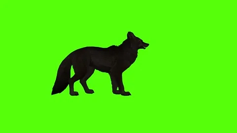 Black Coyote Idle Green Screen Animation 4K Rendering Stock-Footage 295213953