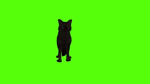 Black Coyote Idle Green Screen Animation 4K Rendering Stock-Footage 295214045