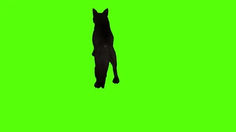 Black Coyote Jump Bite Green Screen Animation 4K Rendering Video stock 295213984