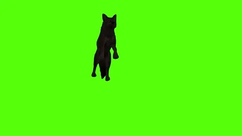 Black Coyote Jump Bite Green Screen Animation 4K Rendering 스톡 동영상 295213999