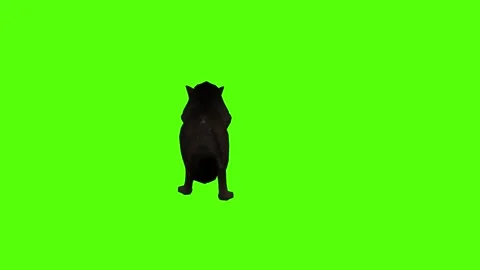 Black Coyote Running Green Screen Animation 4K Rendering Vídeos de archivo 295213757