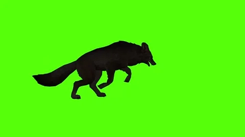 Black Coyote Running Green Screen Animation 4K Rendering Stockbeeldmateriaal 295213762