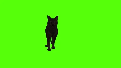 Black Coyote Walking Green Screen Animation 4K Rendering Stockbeeldmateriaal 295213480