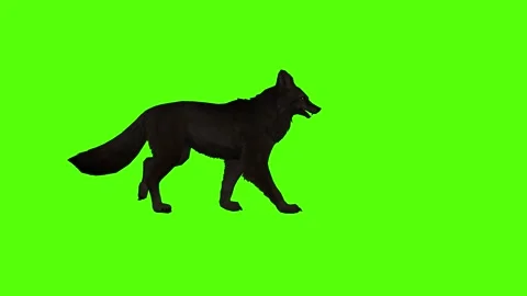Black Coyote Walking Green Screen Animation 4K Rendering Video stock 295556103