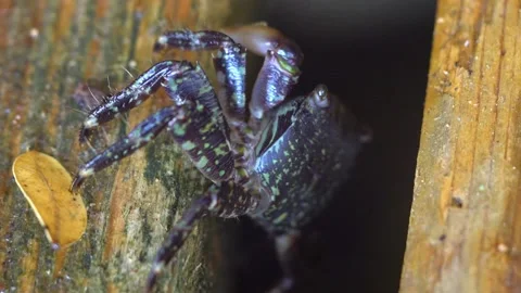 Black Crab Easly Hold the Ground And Stays Side Stock Footage 145830491