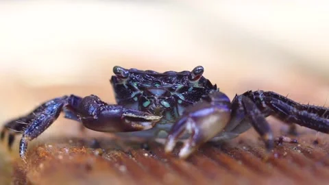 A Black Crab Eats Stock Footage 145744993