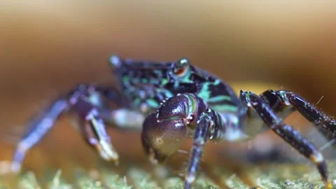 Black Crab is Feeding Close Up Stock Footage 145743776