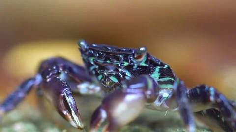 Black Crab Is Going and Creatin Bubbles In Mouth Stock Footage 145743933