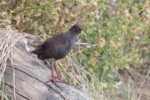 Black crake which stands on a dry log on the shore of Lake Victoria Stock-Fotos