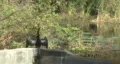 Black Crane 02 HD Footage