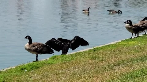 Black crane drying its wings Stock-Footage 157738636