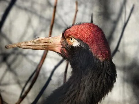 Black crane Stock Photos