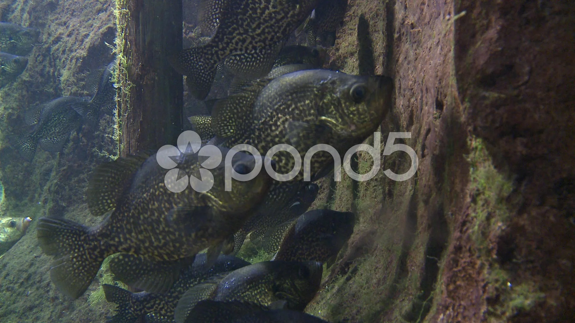 Black Crappie Adult Resting Several Unde, Stock Video