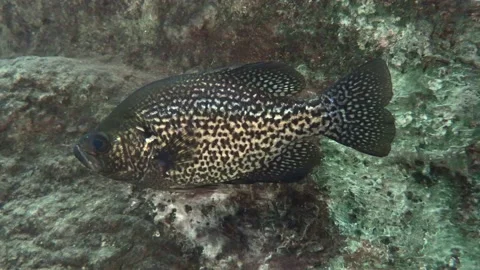Black Crappie Freshwater Gamefish or Fish Resting Still Underwater Stock Footage