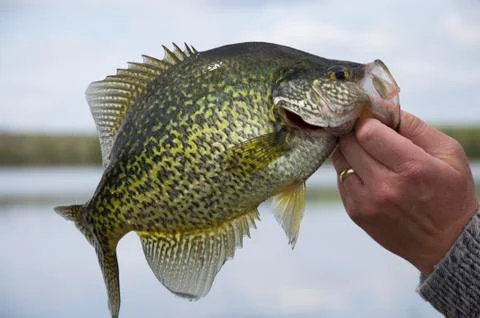 Black Crappie Stock Photos