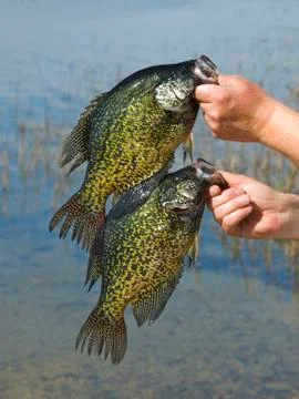 Black Crappies Stock Photos