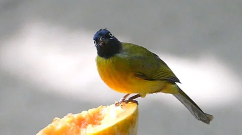 Black-crested Bulbul. Stock Footage 58946413