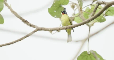 Black-crested bulbul foraging in its natural tree habitat Stock Footage 336006124